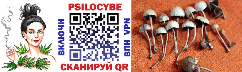маркетплейс наркотические препараты  Можайск  Псилоцибиновые грибы Psilocybine cubensis 